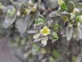 Thymelaea tartonraira